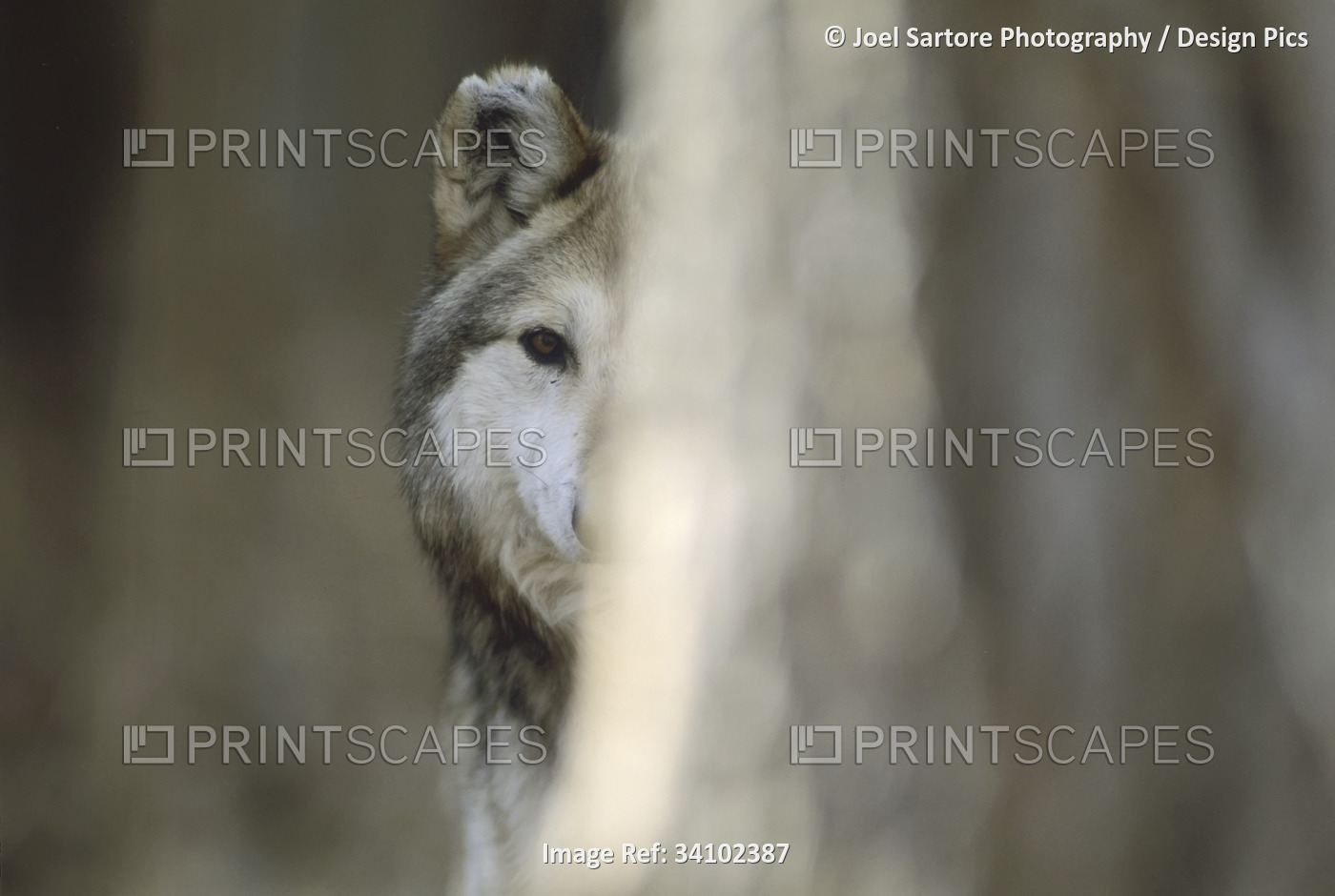 Captive Mexican gray wolf (Canis lupus baileyi), rarest wolf in North America; ...