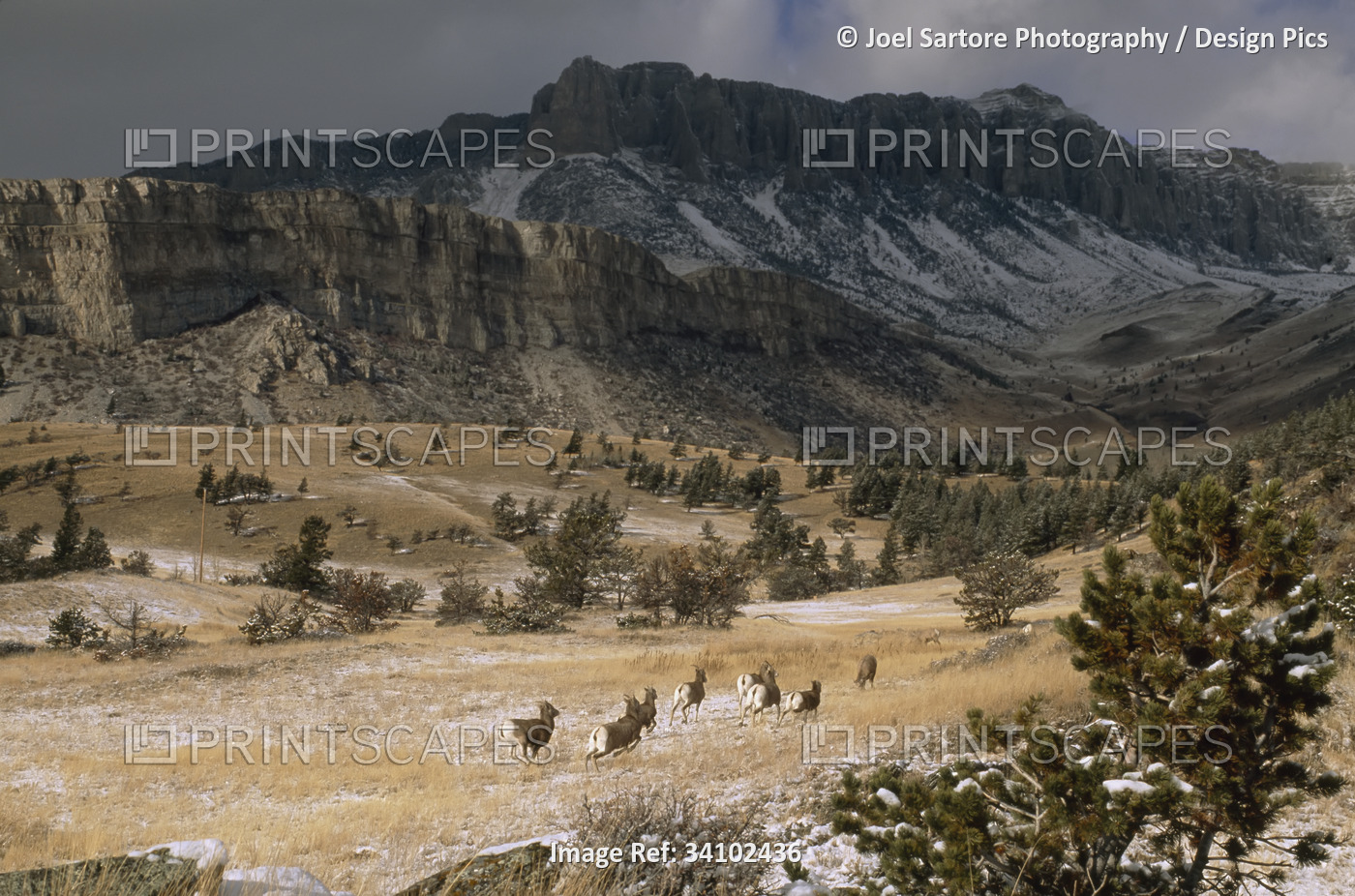 Herd of Bighorn sheep (Ovis canadensis) running through mountain valley with ...