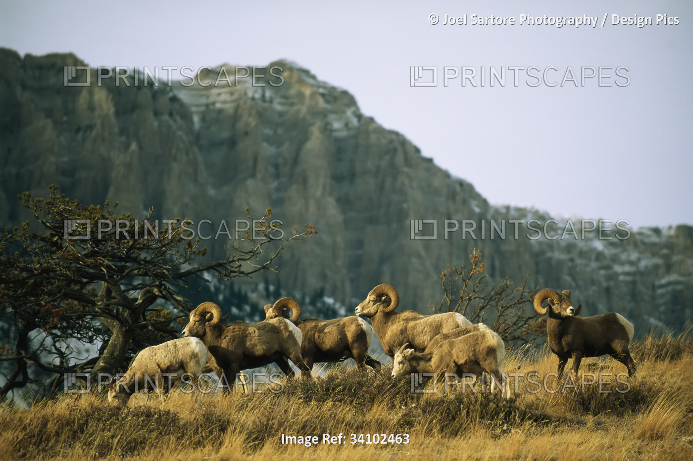 Herd of Bighorn sheep (Ovis canadensis) grazing in a mountain valley; Augusta, ...