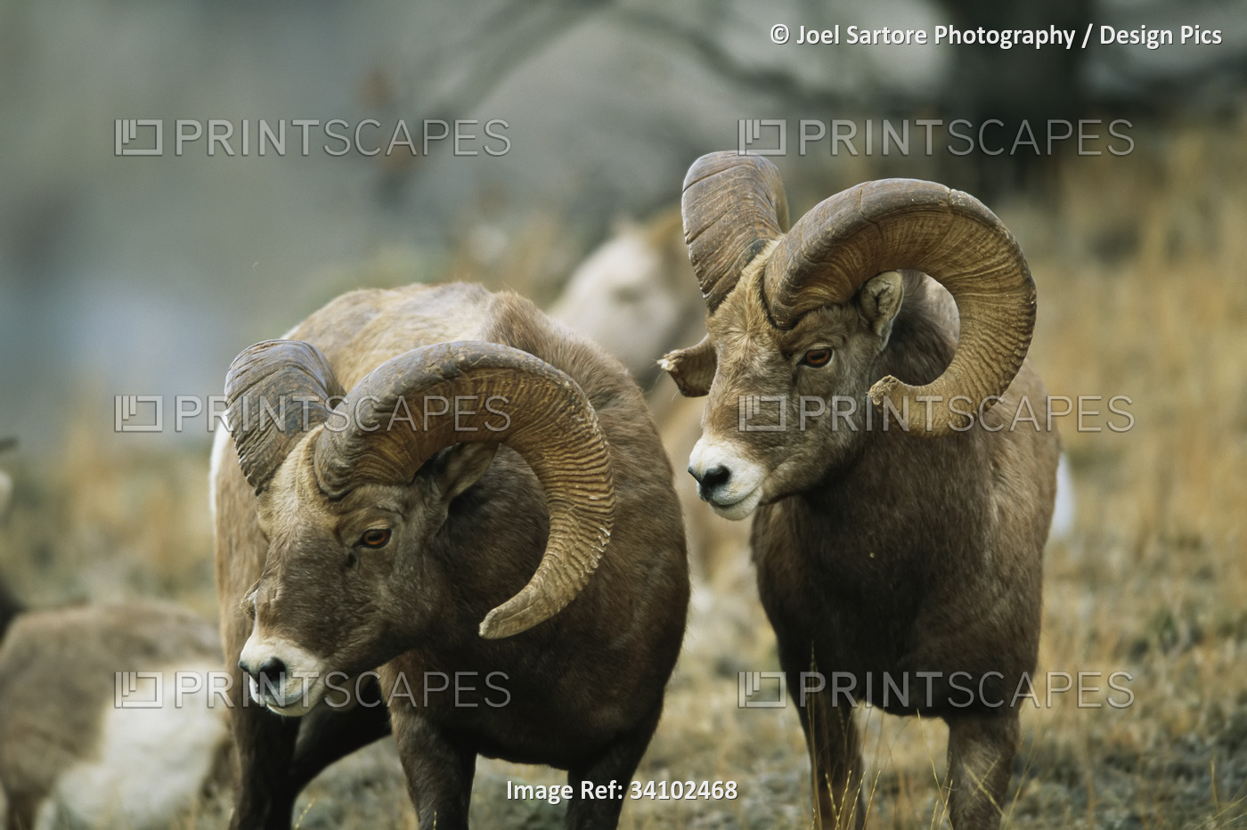 Herd of Bighorn sheep (Ovis canadensis) grazing in a mountain valley; Augusta, ...