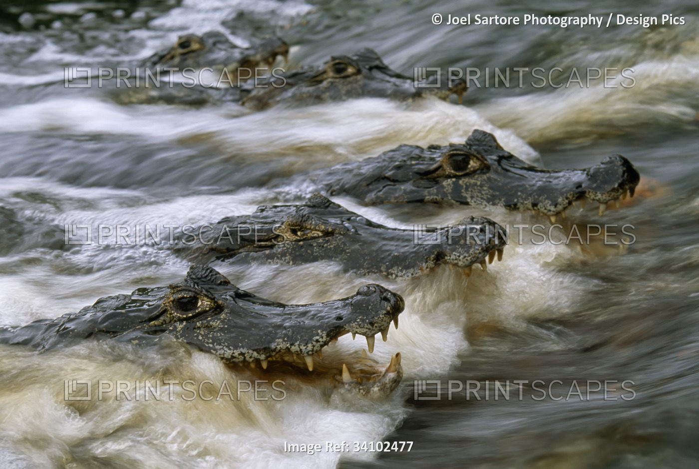 Speckled caimans (Caiman Crocodilus) swimming in rushing river water; Pantanal, ...