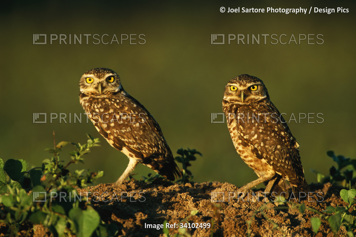Two Burrowing owls (Athene cunicularia) standing on the ground illuminated by ...