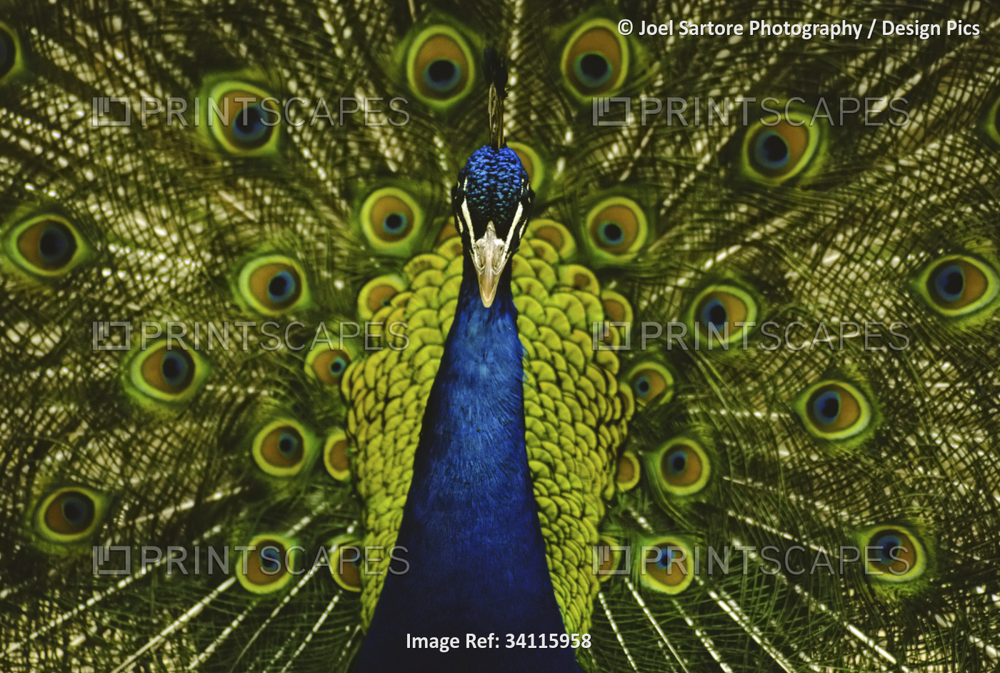 Close-up portrait of a male peacock displaying beautiful plumage; Lincoln, ...
