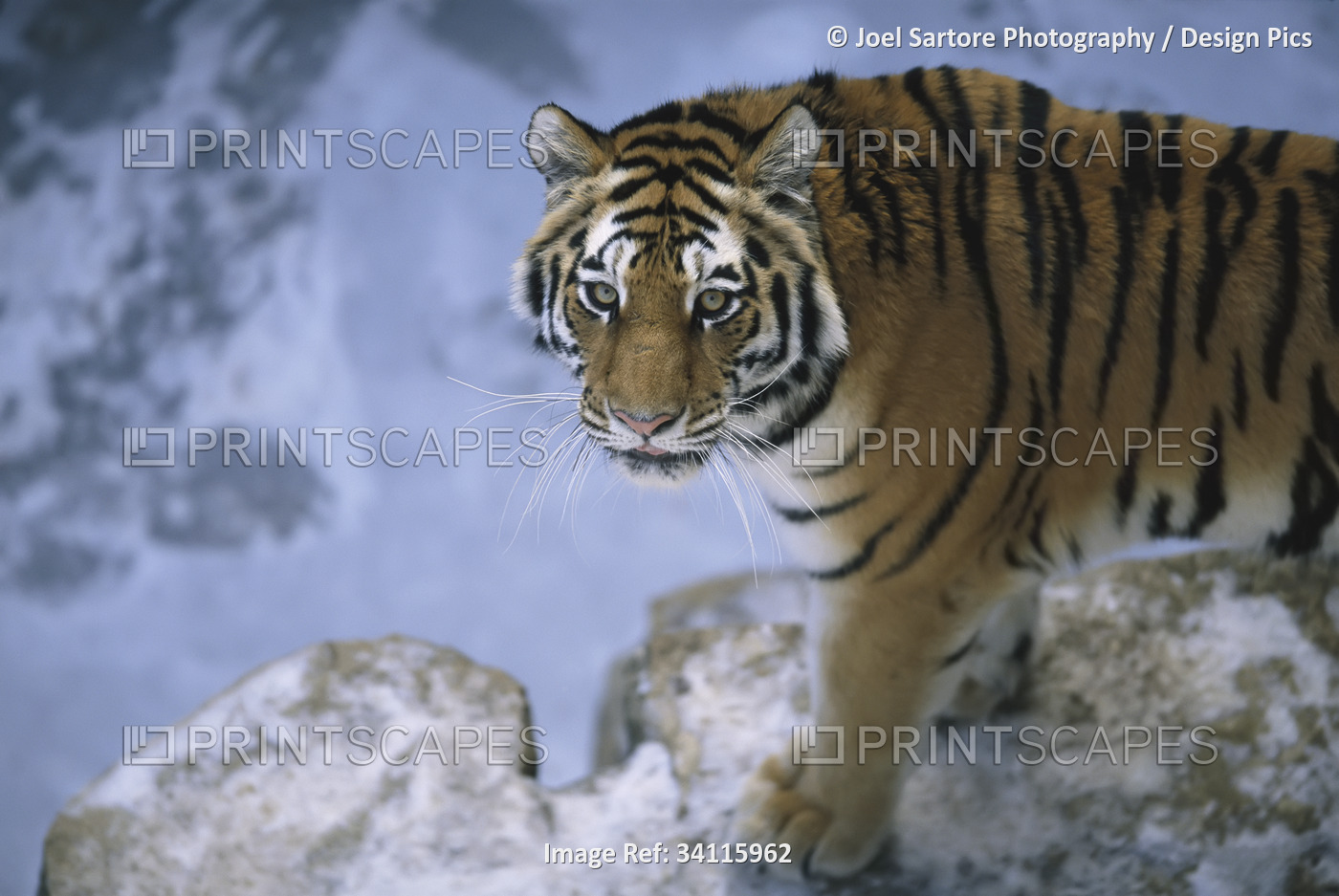 Siberian tiger (Panthera tigris altaica) walks about its enclosure in a zoo; ...