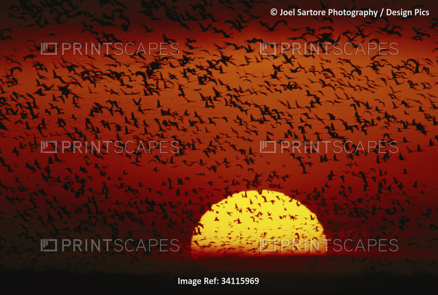 Dramatic flock of birds flying in sunset sky