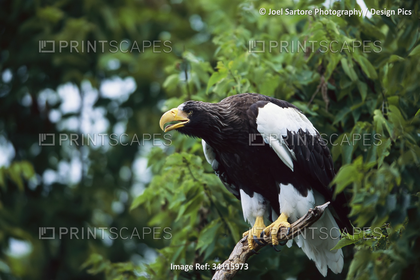 Steller's sea Eagle (Haliaeetus pelagicus) perched in a tree in a zoo; ...