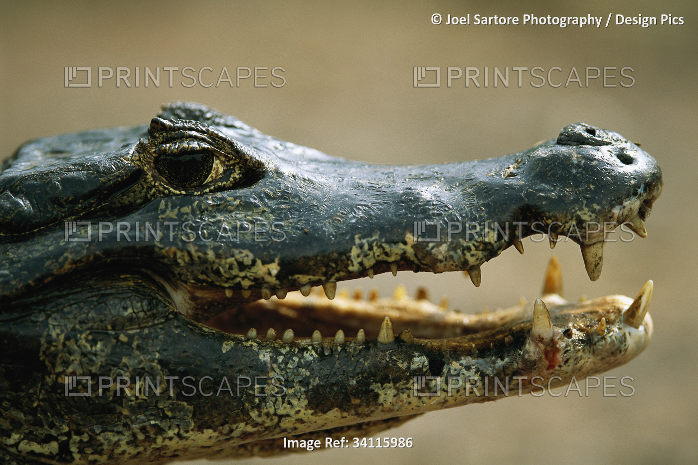 Close-up portrait of a speckled caiman (Caiman Crocodilus) in the Pantanal ...