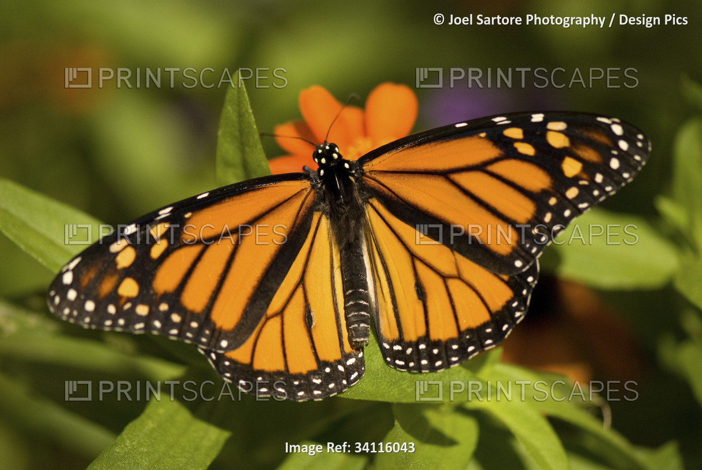 Monarch butterfly (Danaus plexippus) resting on a flowering plant in a ...