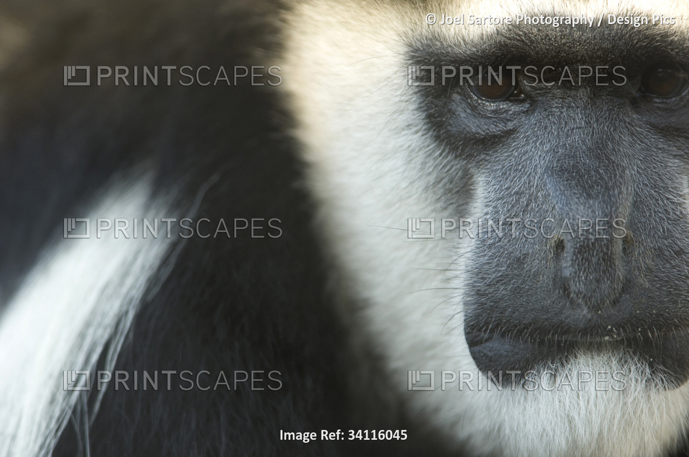 Close-up portrait of an Eastern black-and-white colobus (Colobus guereza); ...