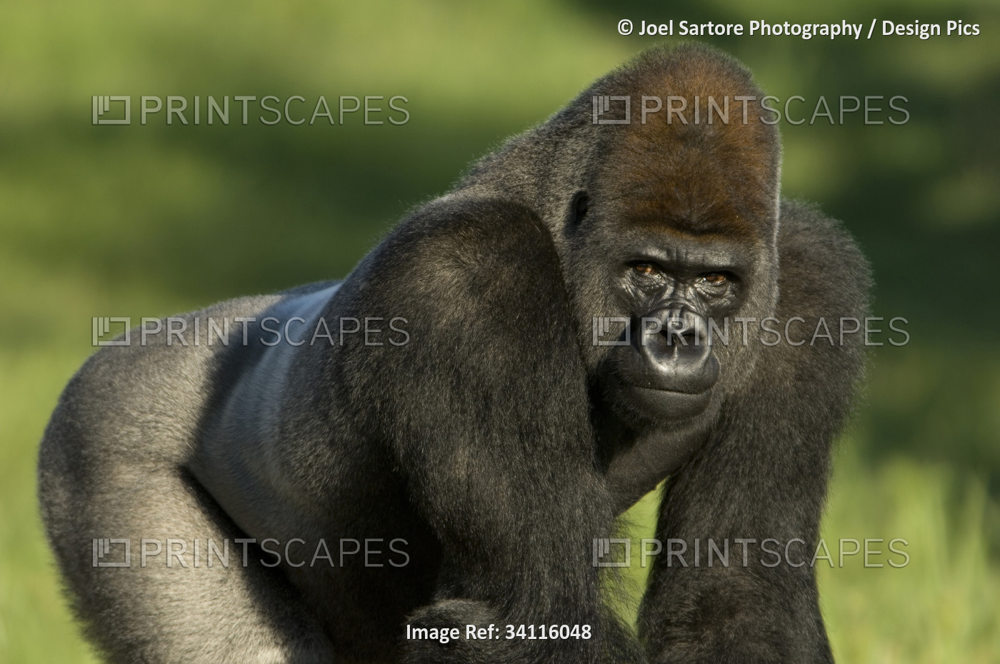 Portrait of a Western lowland gorilla (Gorilla gorilla gorilla) in a zoo; ...
