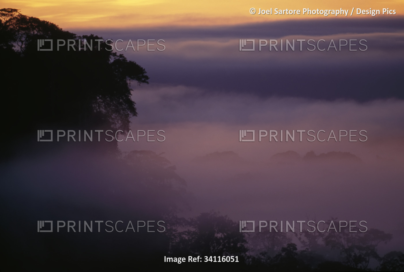 Fog obscures silhouetted trees at sunrise and creates a moody atmosphere