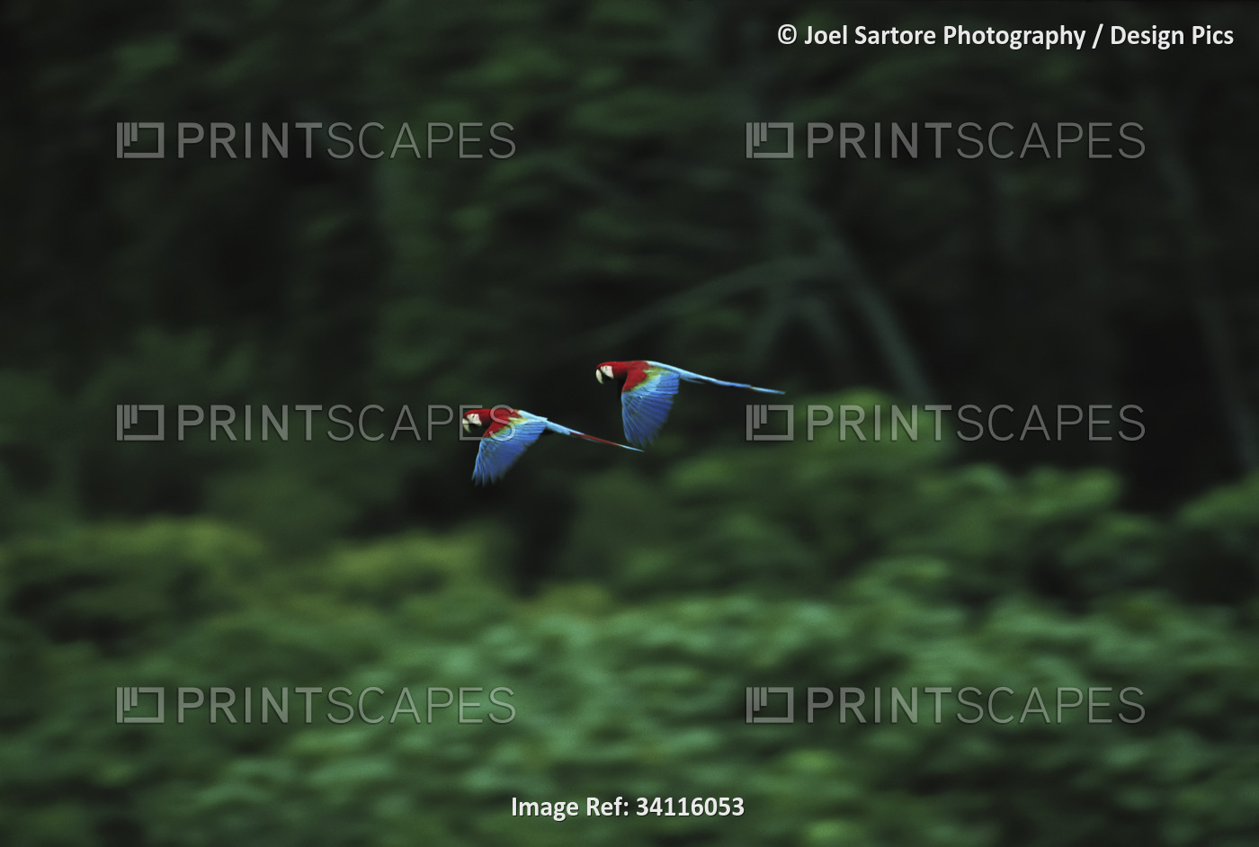 A mated pair of Red-and-green macaws (Ara chloroptera) fly in unison.  These ...