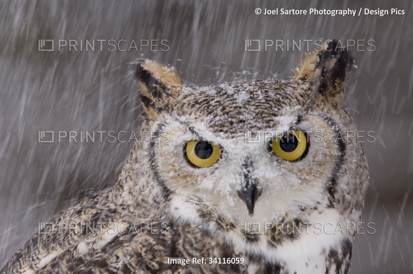 Portrait of a captive Great horned owl (Bubo virginianus) in the snow, at a ...