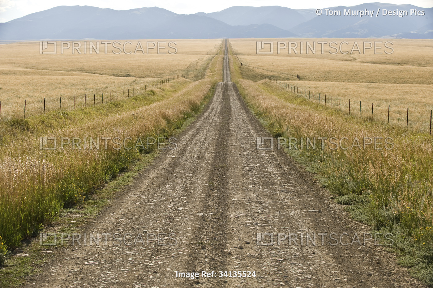 A road cuts through a prairie in the Crazy Mountains; Montana, United States of ...