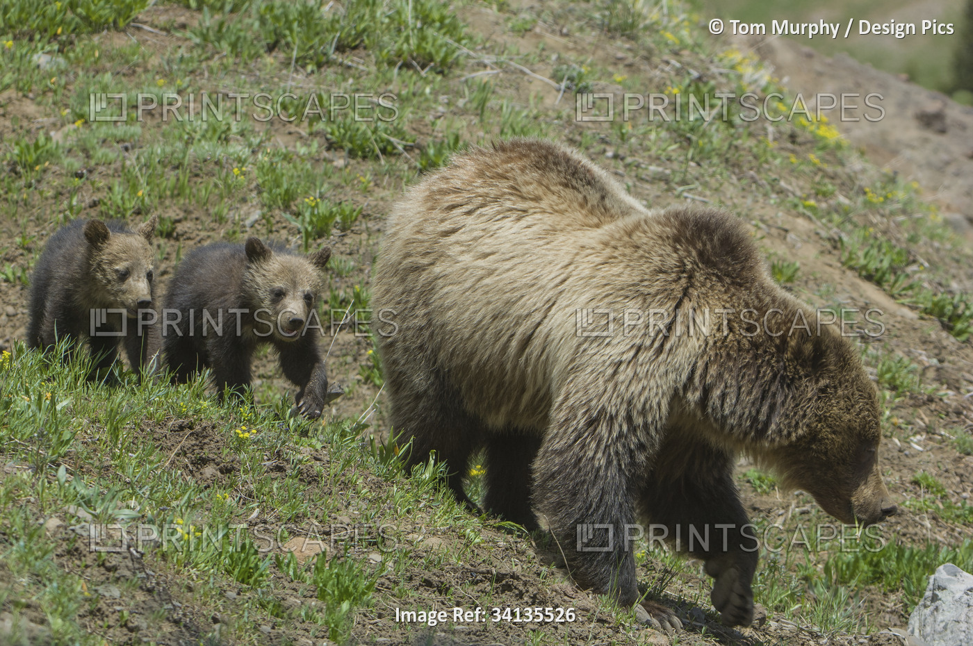 Twin Grizzly bear cubs (Ursus arctos horribilis) follow their mother in ...