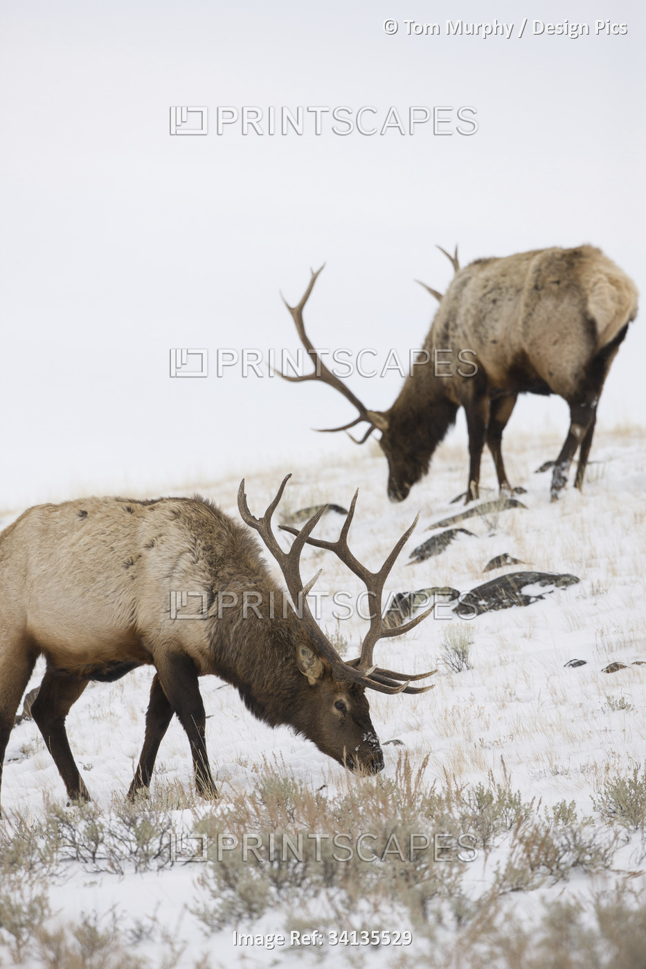 Bull elks (Cervus canadensis) graze in a snow covered prairie in Yellowstone ...