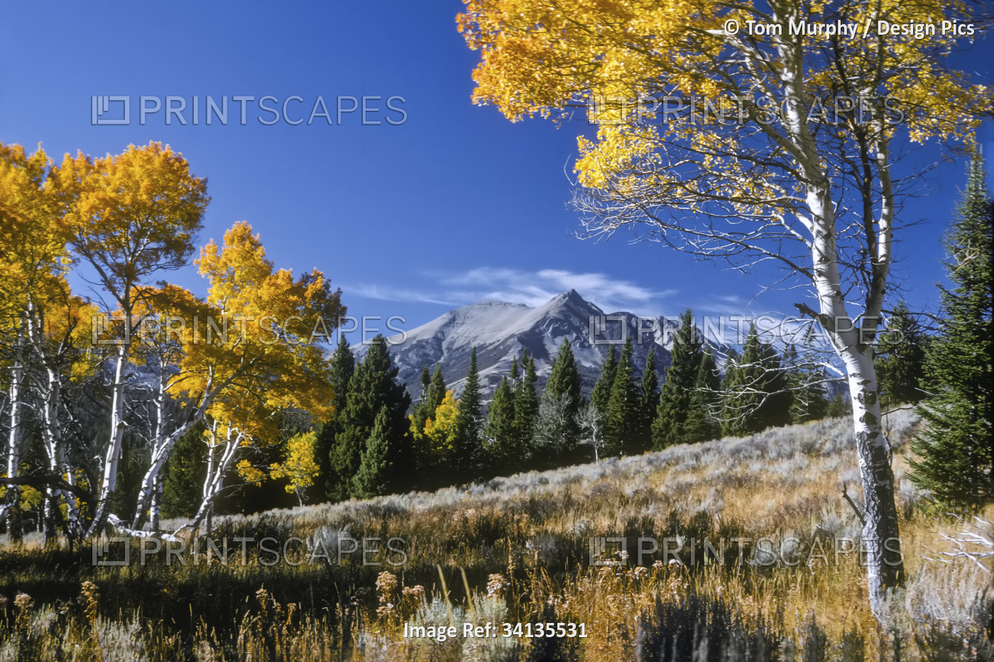 Vibrant yellow foliage on aspen trees and Electric Peak in the background, ...