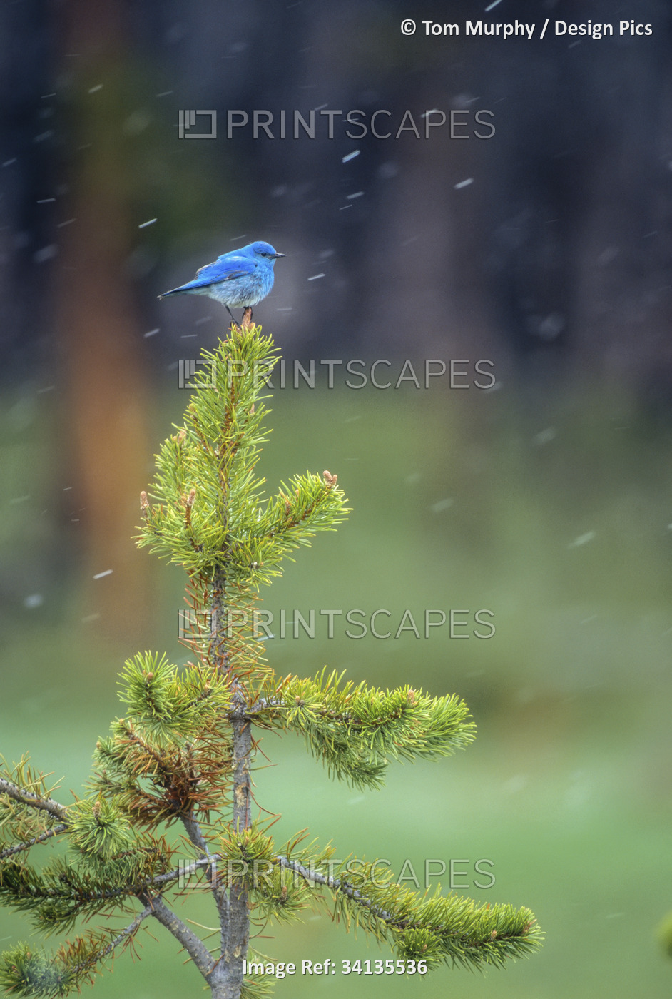 A male Mountain bluebird (Sialia currucoides) perched on the top of a small ...