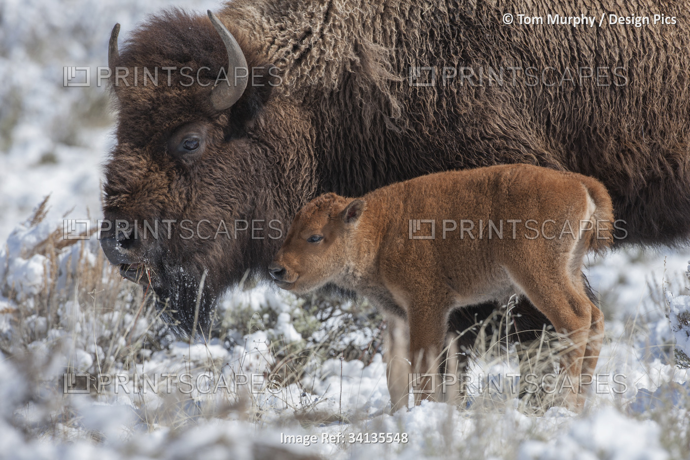 An American bison (Bison bison) calf stands next to an adult in Yellowstone ...