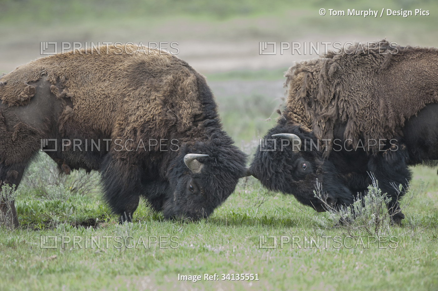 Two shedding Bison (Bison bison) butt heads in Yellowstone National Park; ...