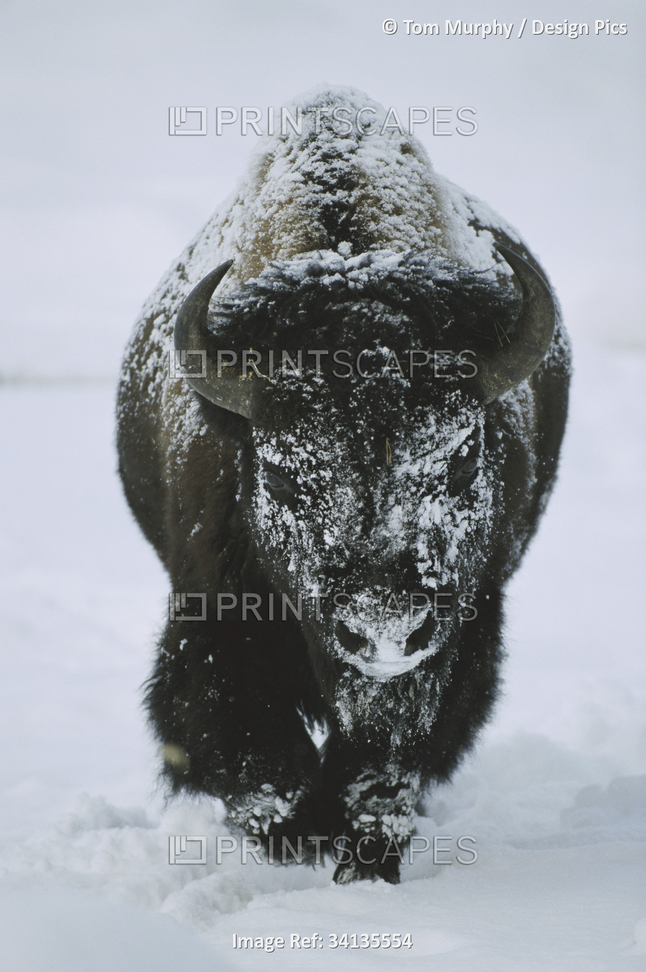 A frost-covered American bison bull (Bison bison) walks through the snow in ...