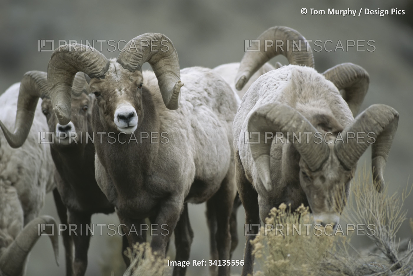 Group of bighorn sheep rams in Yellowstone National Park; Montana, United ...