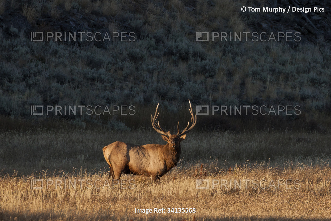 Bull elk (Cervus canadensis) stands in a prairie and looks at the camera in ...