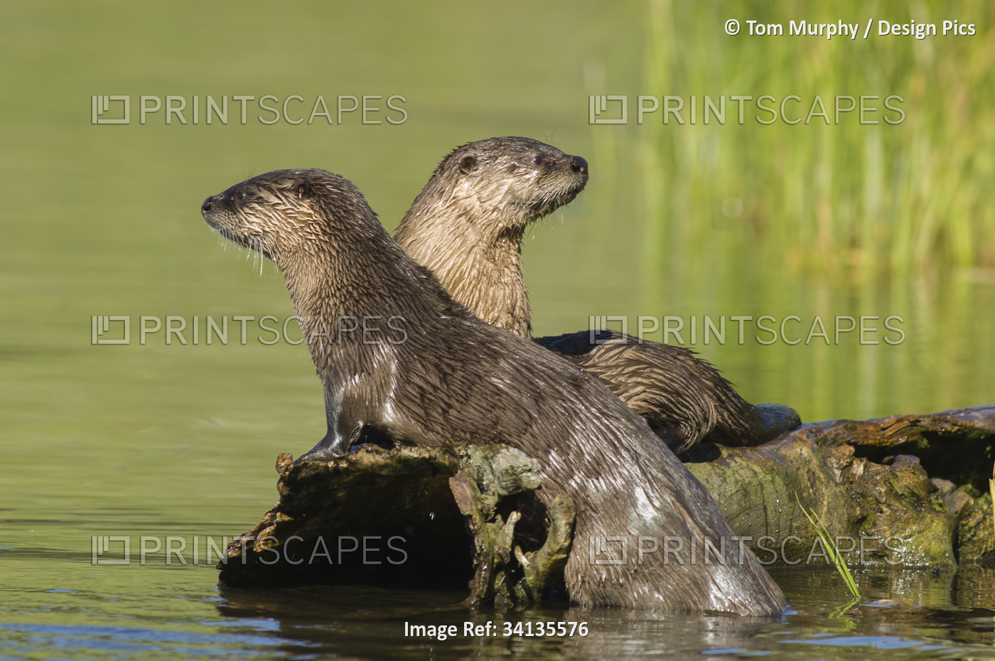 Two Northern river otters (Lutra canadensis) enjoying a warm summer day in ...