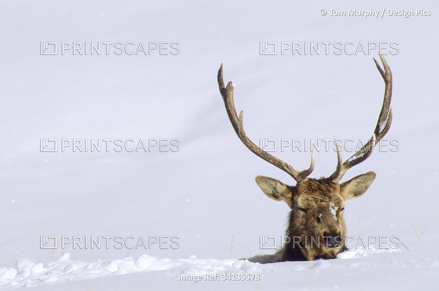 A bull elk (Cervus canadensis) negotiates deep snow on the Blacktail Plateau in ...