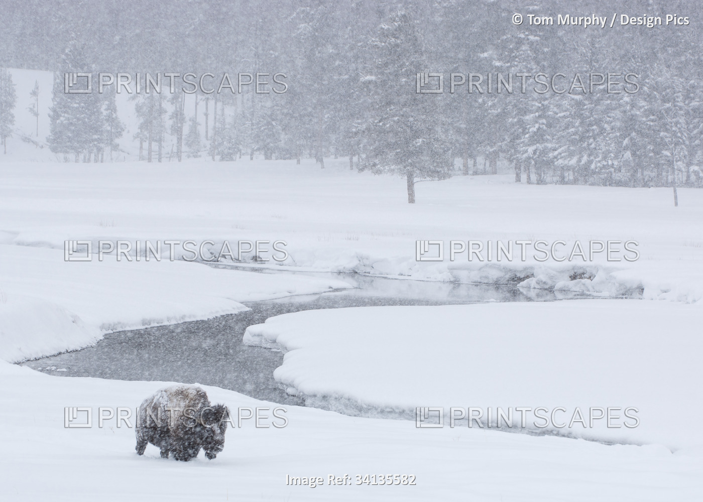 An America bison (Bison bison) forages near a stream during a snow storm in ...