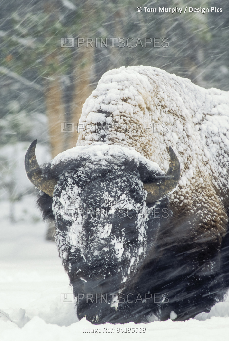 An America bison (Bison bison) forages during a snow storm in Yellowstone ...