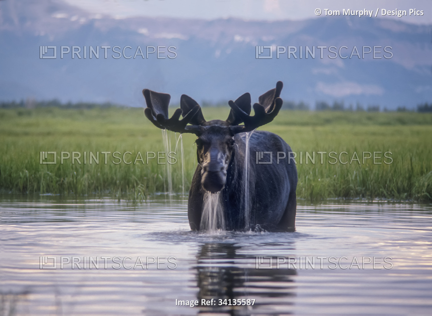 Water pours from the antlers of a bull moose (Alces alces) lifting his head ...
