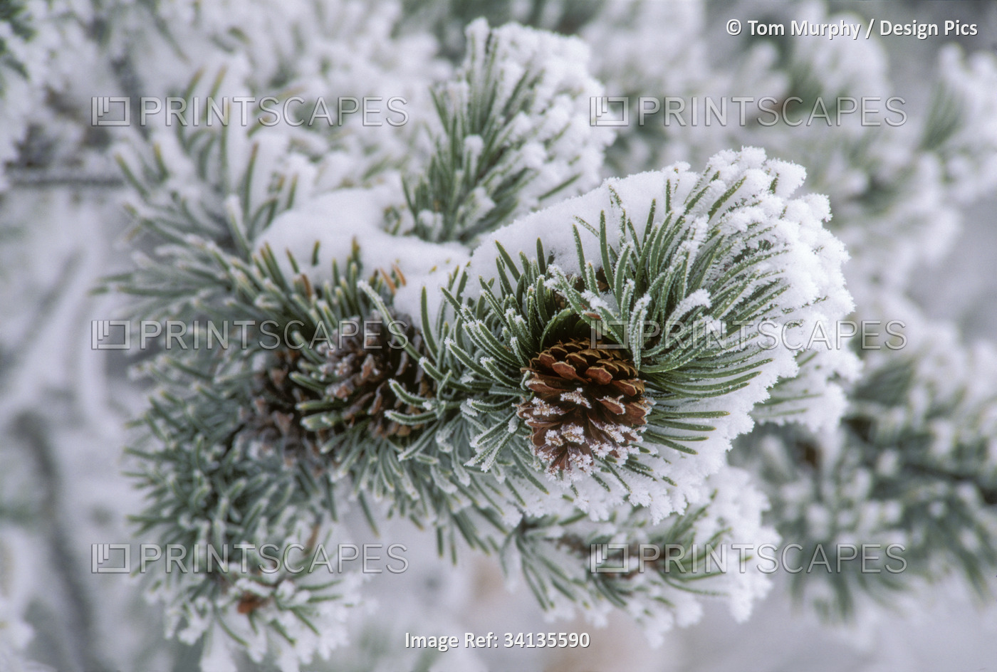 Snow covers the branches of a lodgepole pine tree (Pinus contorta); United ...