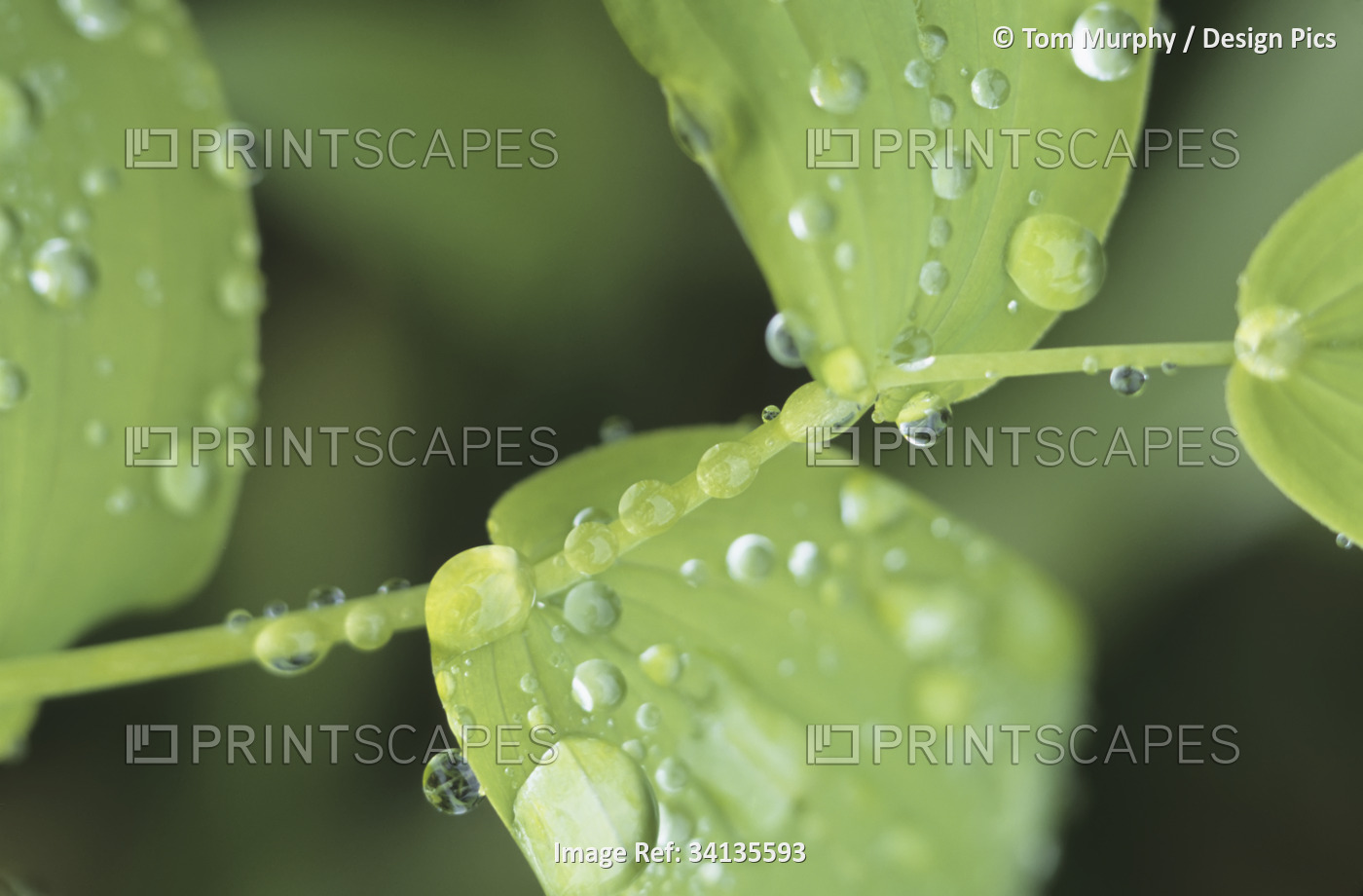 Close view of foliage and twisted stem with glistening drops of dew; Aleutian ...