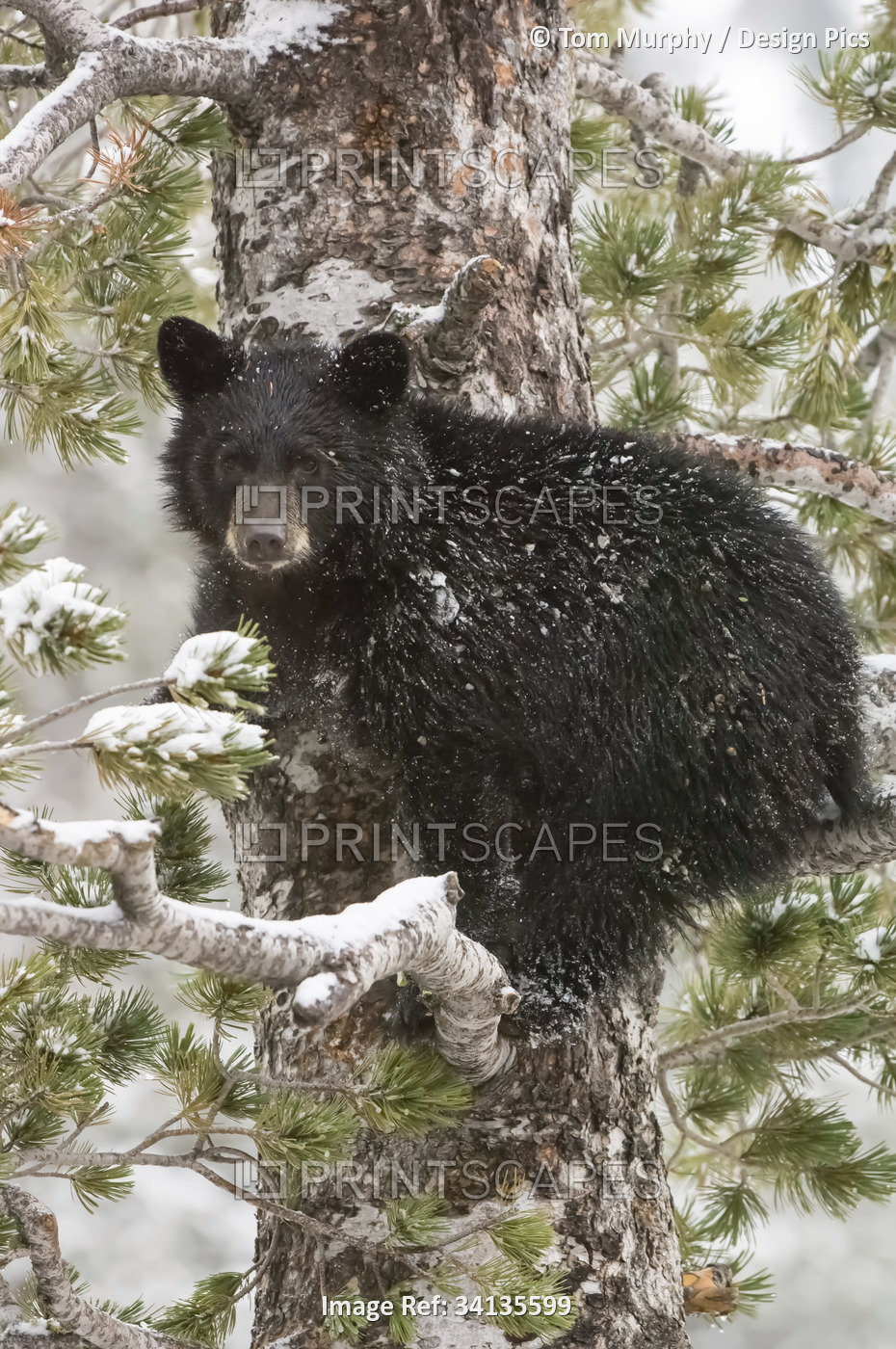 An American black bear cub (Ursus americanus) sits on a snow covered Whitebark ...