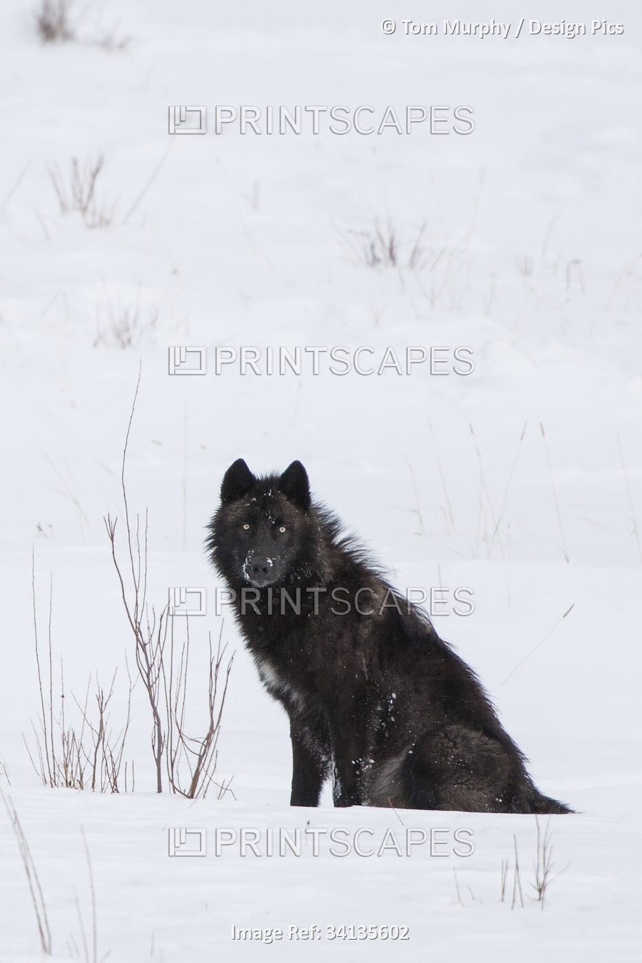Wolf (Canis lupus) waiting in snow in Yellowstone National Park; Wyoming, ...