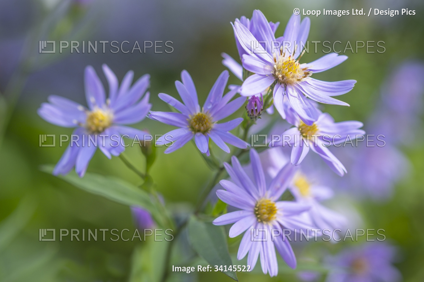 Autumn aster flowers of Aster Cordifolius Little Carlow.