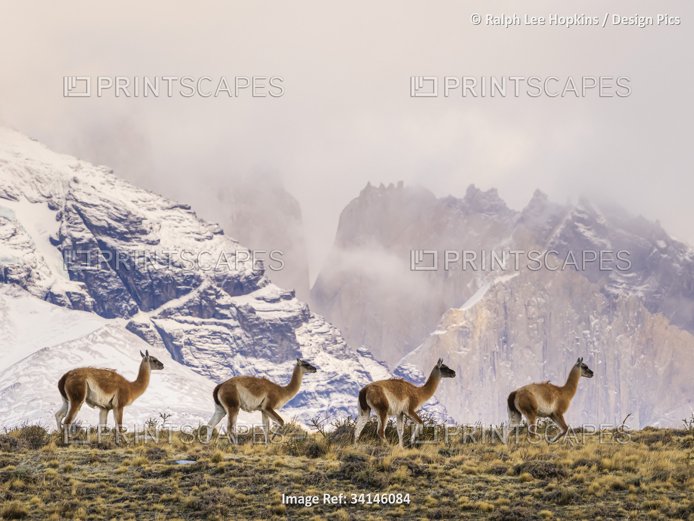 Winter scene, Guanacos (Lama guanicoe) in Torres del Paine National Park; ...