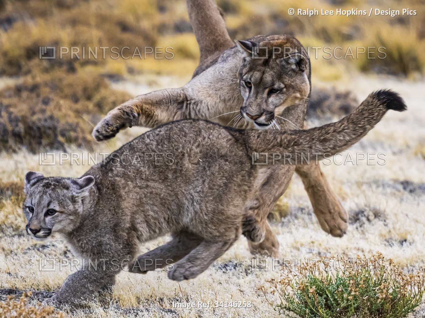 Play time, Pumas (Puma concolor) in Torres del Paine National Park; Patagonia, ...