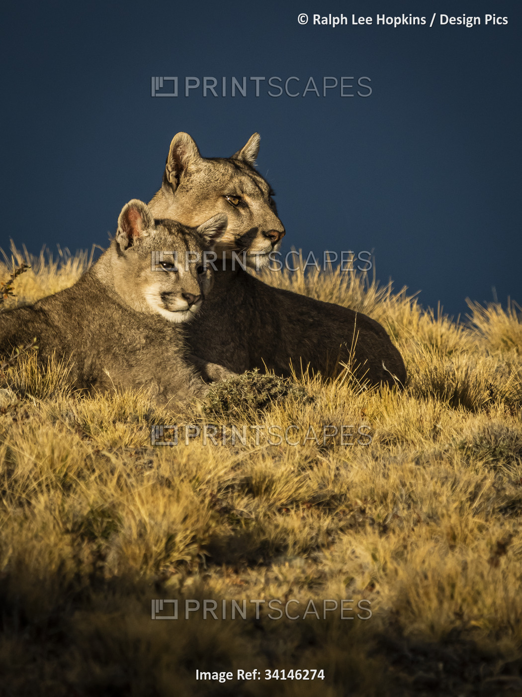 Mom and kitten in the sun, Pumas (Puma concolor) in Torres del Paine National ...