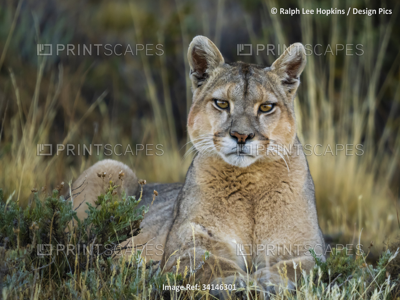 Portrait of a Puma (Puma concolor) lying in the grass looking at the camera in ...