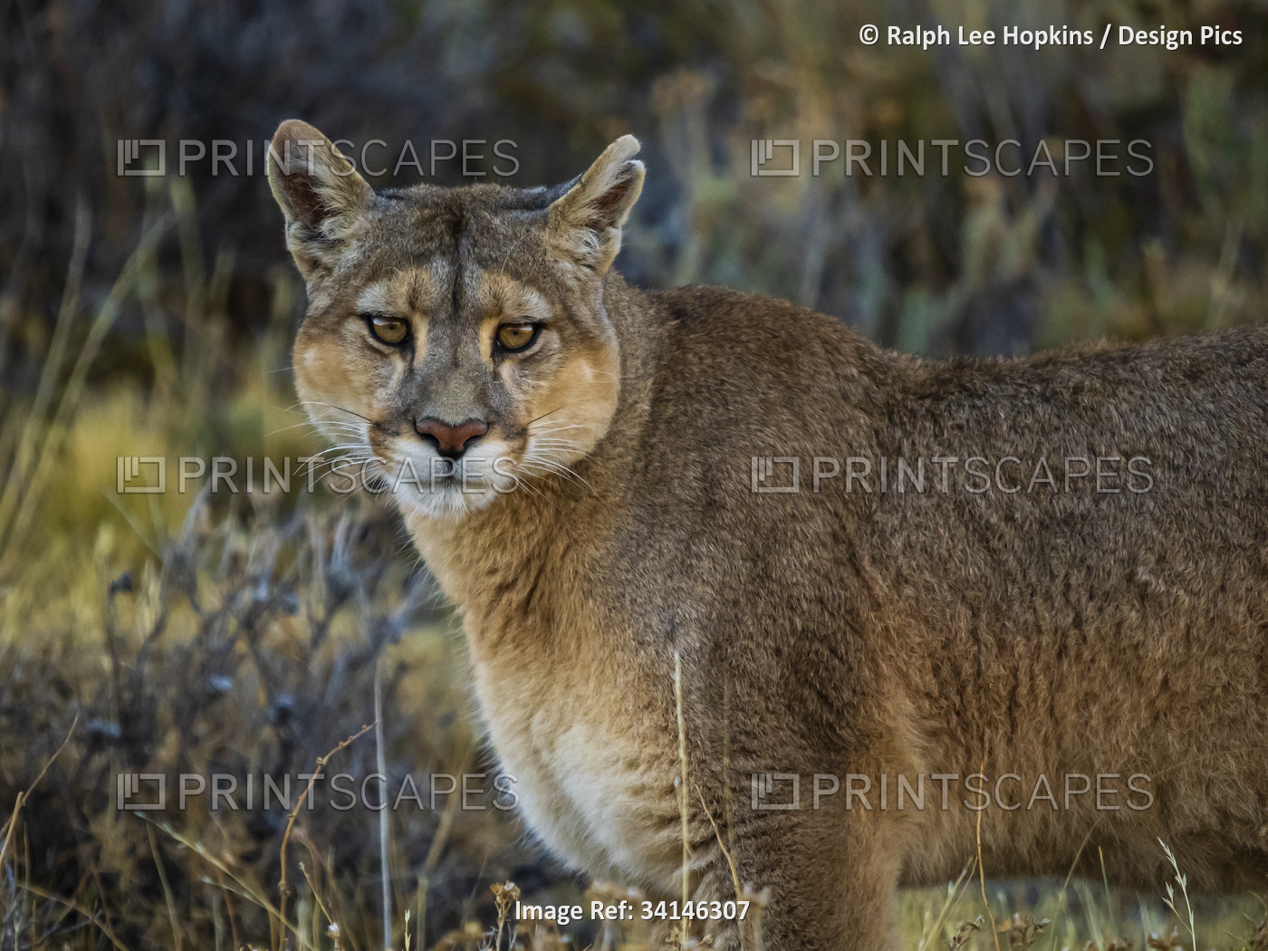 If looks could kill, portrait of a Puma (Puma concolor) standing in the grass ...
