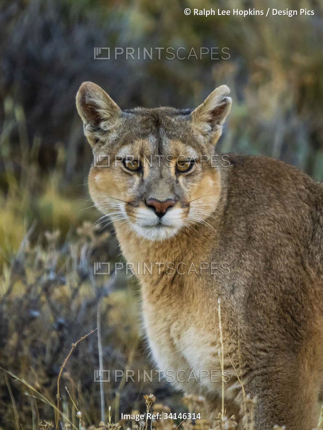If looks could kill, Portrait of a Puma (Puma concolor) standing in the grass ...