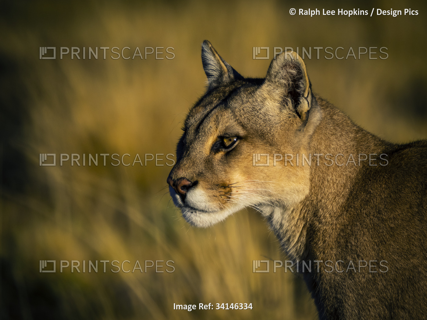 Portrait of a Puma (Puma concolor) in warm sunlight in Torres del Pain National ...