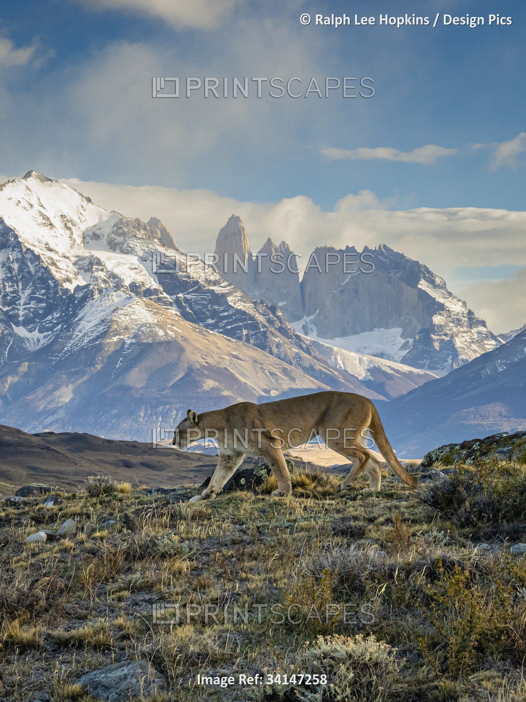 Winter scene, Puma (Puma concolor) walking in front of the Towers in Torres del ...