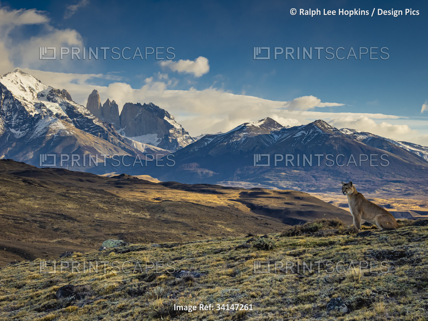 Wild cat in the grand landscape, Puma (Puma concolor), Torres del Paine ...