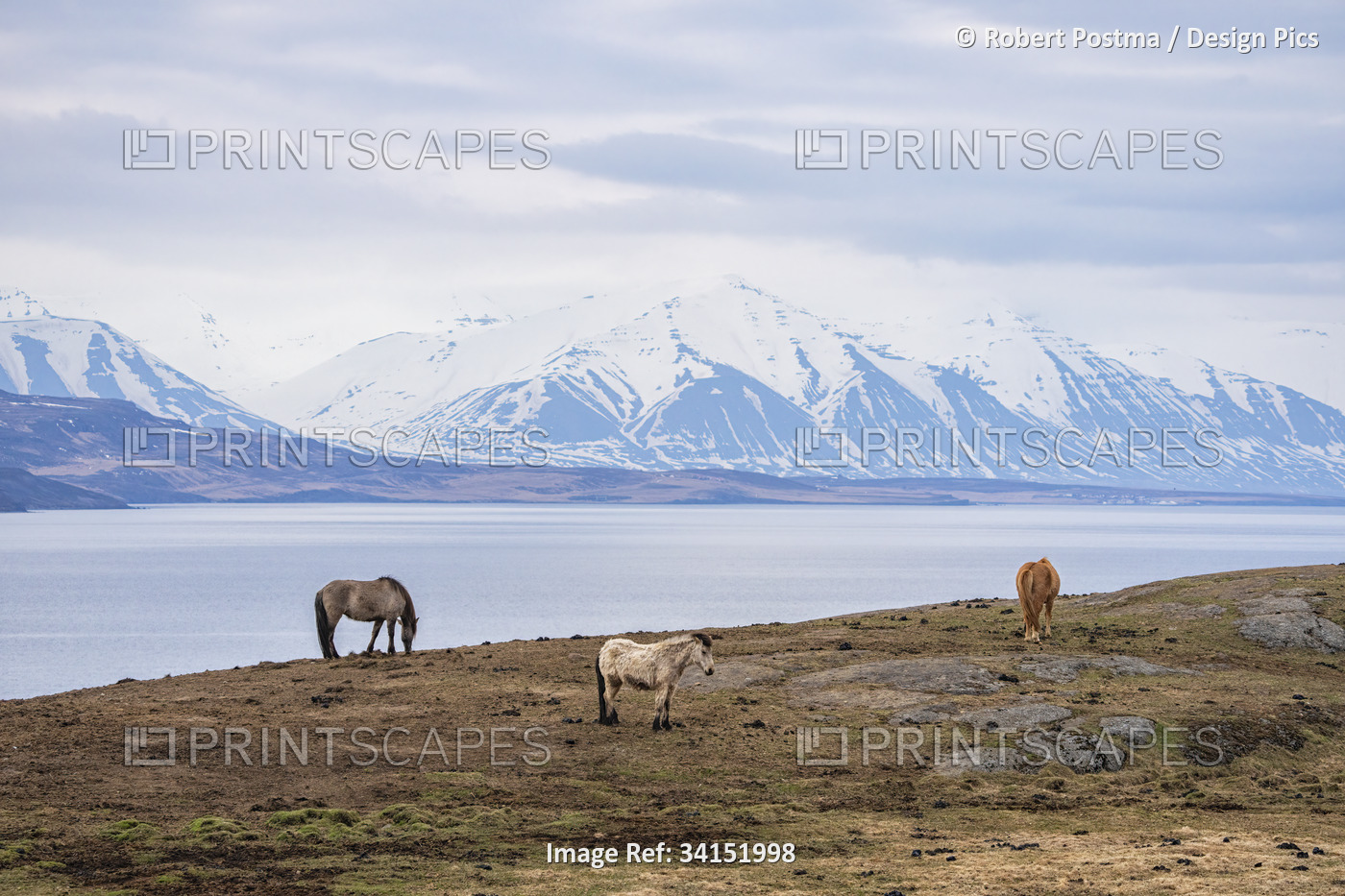Icelandic horses standing in the amazing landscape of Iceland; Iceland