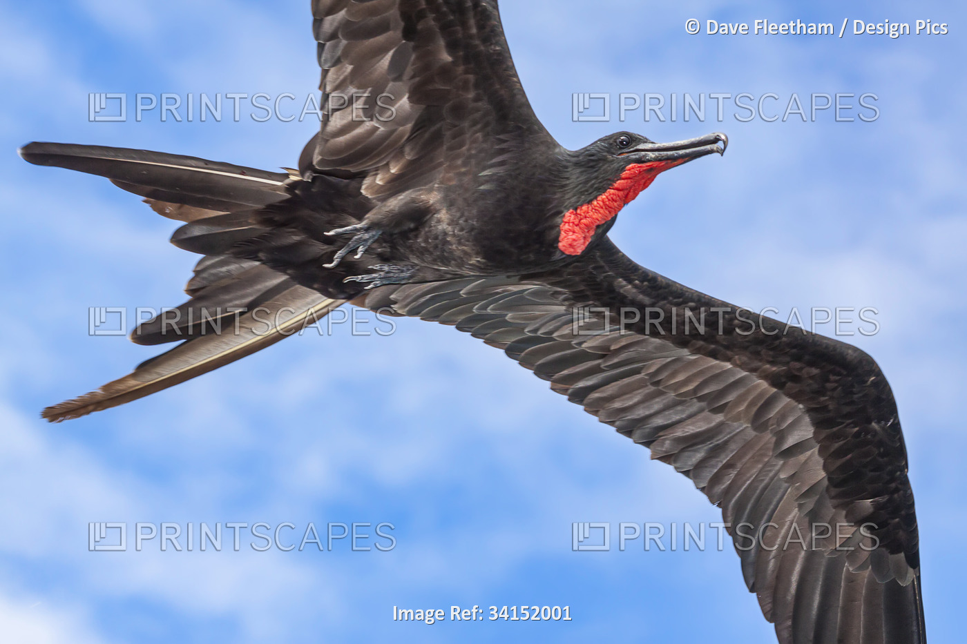 A magnificent Frigate bird (Fregata magnificens) in flight over Santa Cruz ...
