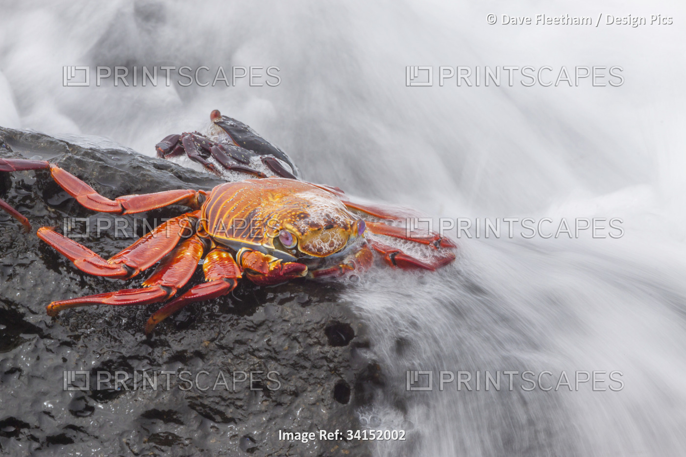 A wave washes over a Sally Lightfoot Crab (Graspus graspus) searching for algae ...