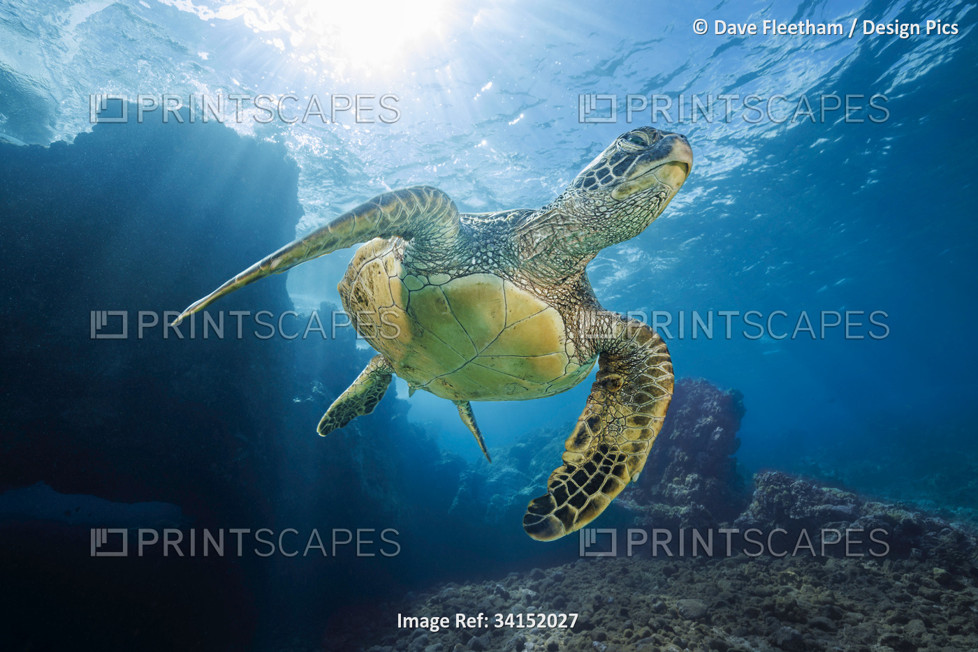 A Green sea turtle (Chelonia mydas), an endangered species, glides past an ...